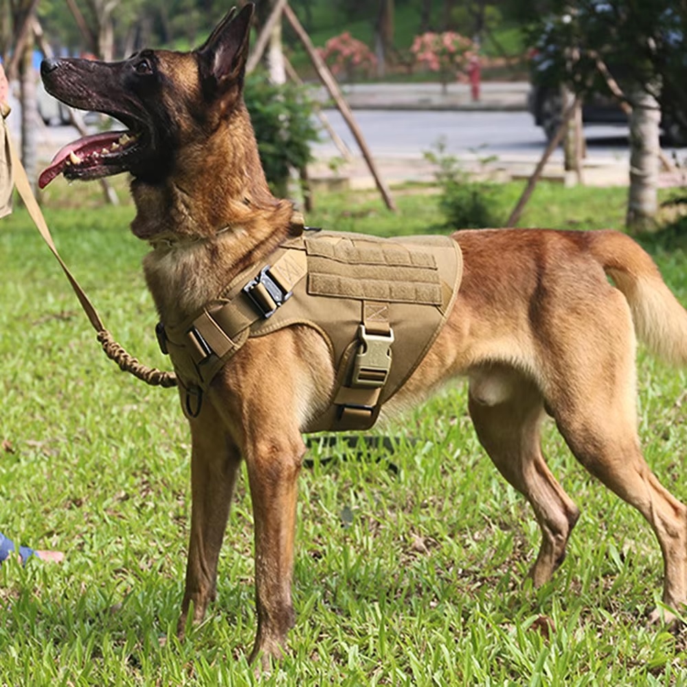 Why Large or Strong Dogs
