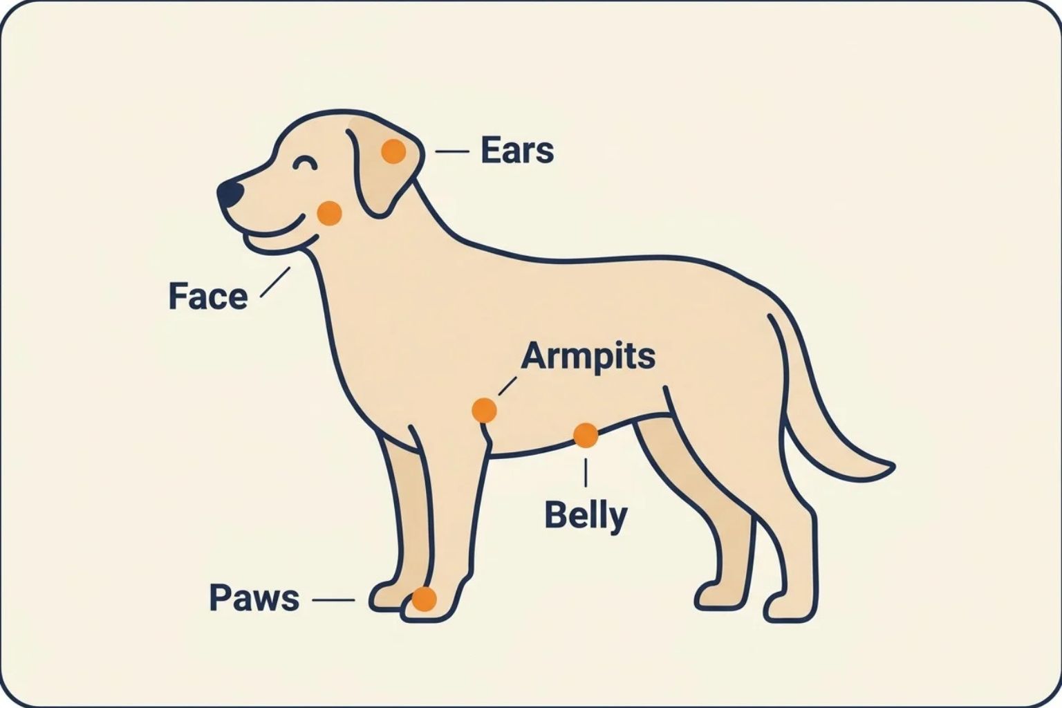 Simple diagram of a dog highlighting ears, face, paws, armpits, and belly
